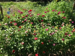 With less time in the kitchen you can spend more time frolicking among the flowers!  Yes, you have to frolic.  It's not optional.