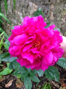 Of course, summer beauties like this gem from our walk this week aren't too shabby either!