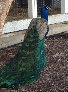 Last weekend when it was GORGEOUS out BF and I made a trip to the national zoo and hit up the Bird House for the first time ever.  It's definitely an under appreciated corner of the zoo!  We also saw the baby panda's back.  45 minutes in line for a back.  At least it was a sunny day for the wait!