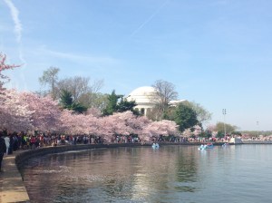 See, late spring brings pretty things like the Cherry Blossoms-- how could anything ever top this?!