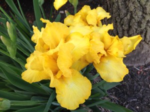 DC is all in bloom, just in time for Mother's Day :)