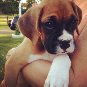 Boxer puppy!
