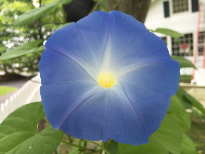 Morning, Glory