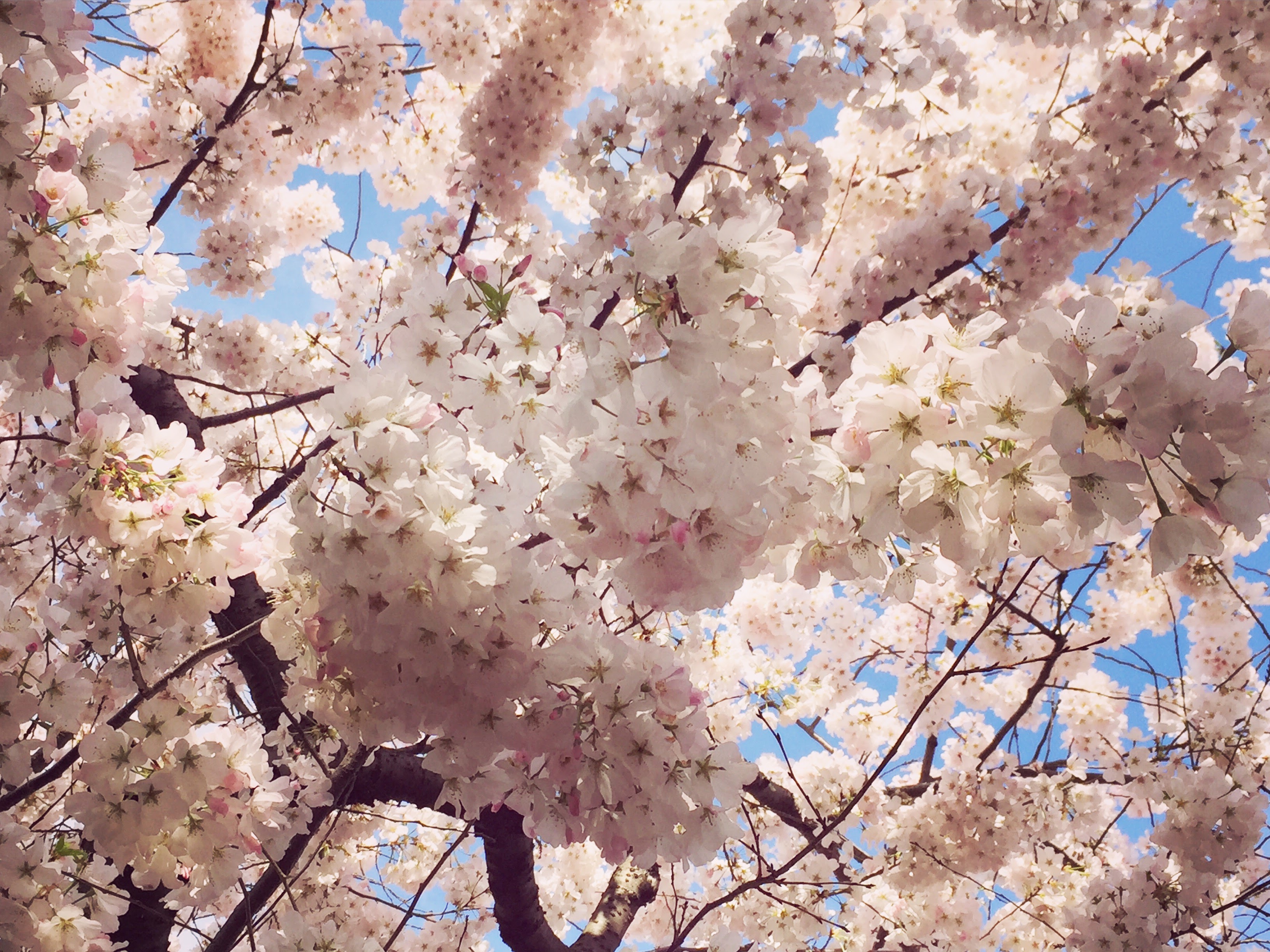 Pomegranate Glazed Lamb Meatballs with Lemon Garlic Yogurt and Parsley-Mint Pesto | lawandlentils